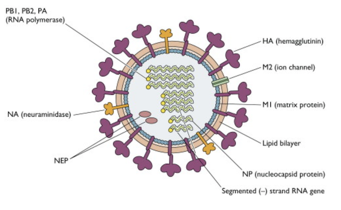 antigenic shifts in a virus