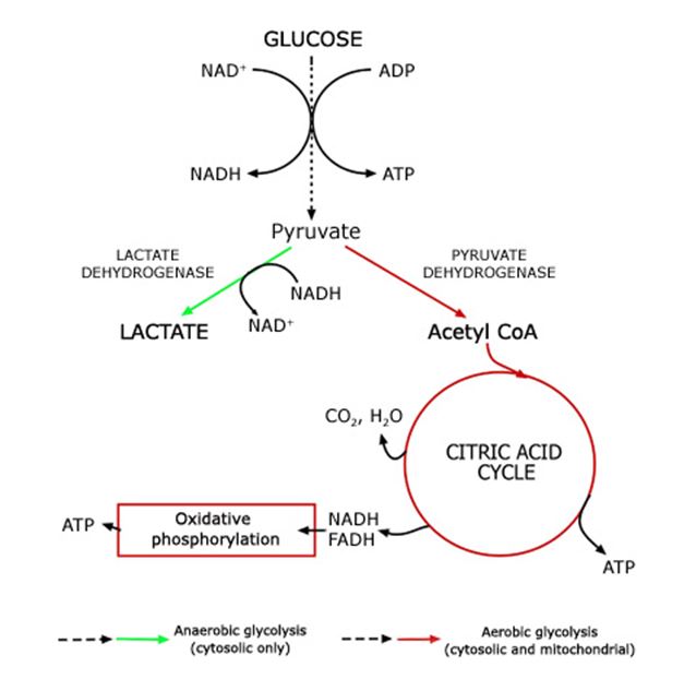 Lactic Acidosis